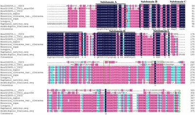 Cloning and functional analysis of the BrCUC2 gene in Brassica rapa L